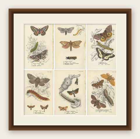 Set of 6 Antique Prints of Various Moths by Lloyd (Circa 1897), shown framed