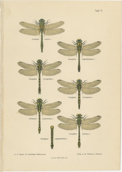 Set of Three Dragonfly & Damselfly Lithographs by Richard Tümpel, 1908, view 3