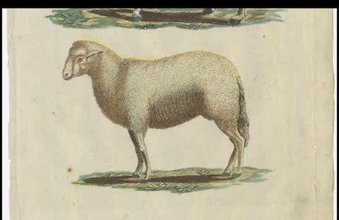 Patina Rich Hand Colored Antique Print of a Sheep and Ram, circa 1820, close-up 1
