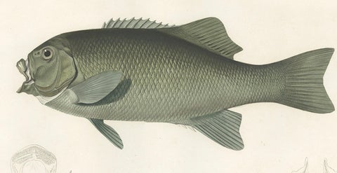 Antique Print of Fréminville’s Reef Fish, Hand-Colored French Lithograph, 1846, close-up 3
