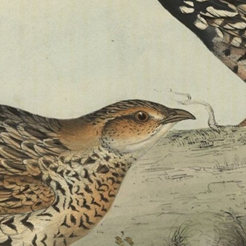 Expertly Original Hand-Coloured Bird Print of the Black Francolin, 1832, close-up 3