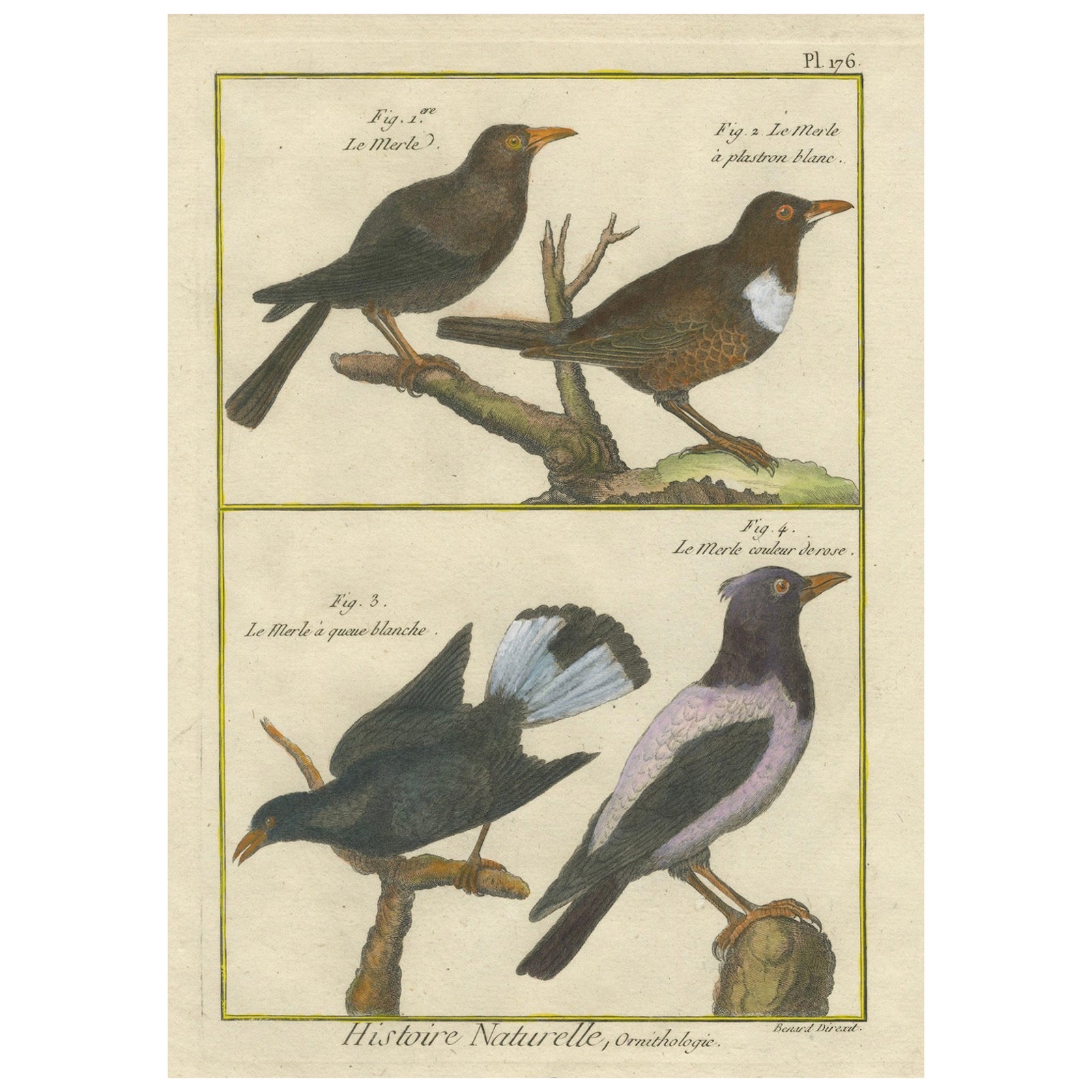 Hand-Colored Engraving of Blackbird Species from Histoire Naturelle, 1790