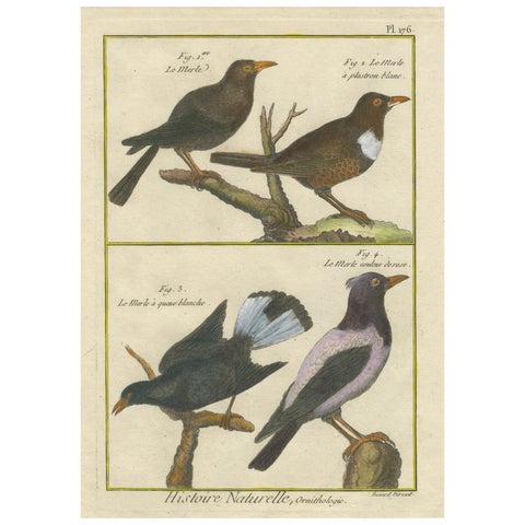 Hand-Colored Engraving of Blackbird Species from Histoire Naturelle, 1790
