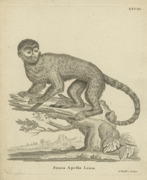 Antique Engraving of a Capuchin Monkey (Simia apella Linn.), A. Hoffer, ca.1800, close-up 1