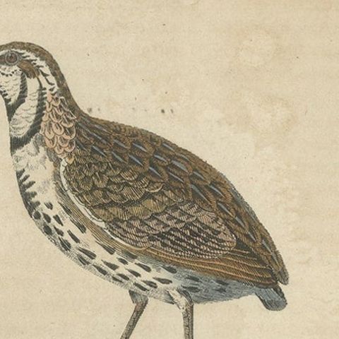Handcolored Bird Print of a Male Quail and a Red-Legged Partridge, close-up 3