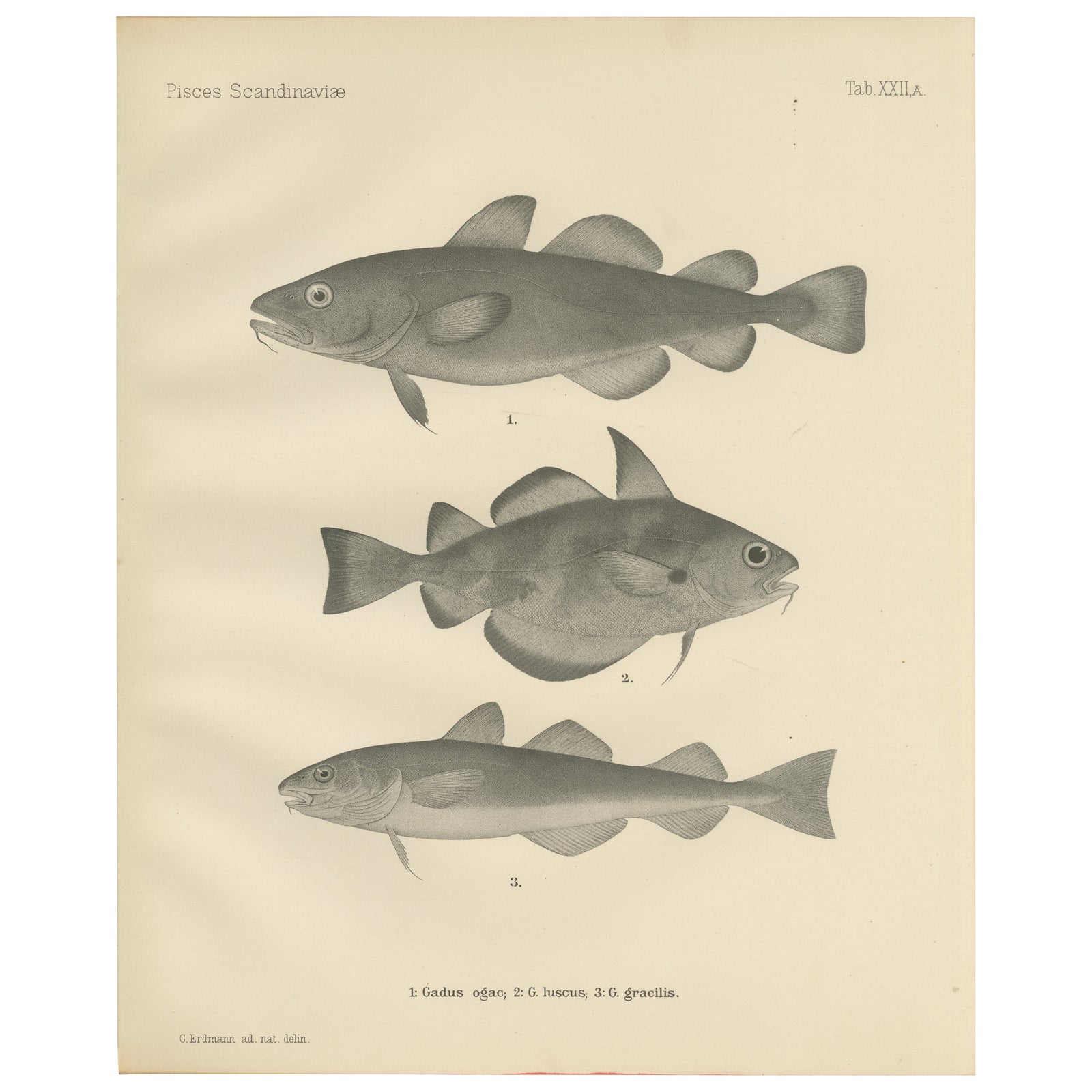 Greenland Cod, Pout and Poor Cod - Intricate Scandinavian Fish Lithograph, 1895