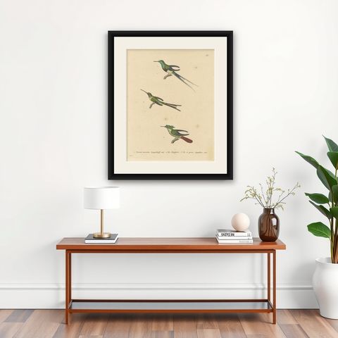 Hummingbird Engravings by Huet and Prêtre: Langsdorff, Chalybeate, Unique-tailed, shown framed on a wall