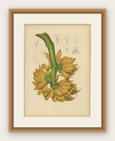 Antique Banana Botanical Chromolithograph by Hoola van Nooten, c. 1880, shown framed