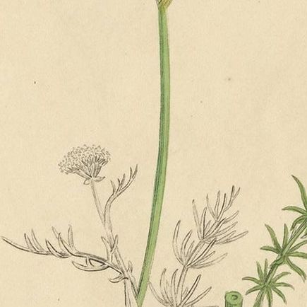 Antique Botany Print 'Carum Verticillatum' by J. Sowerby, 1797, close-up 2
