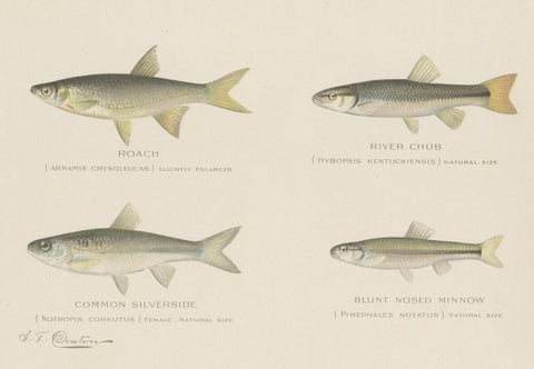 Set of 2 Chromolithographs Depicting Eight '8' Kinds of Fish, ca.1902, close-up 1