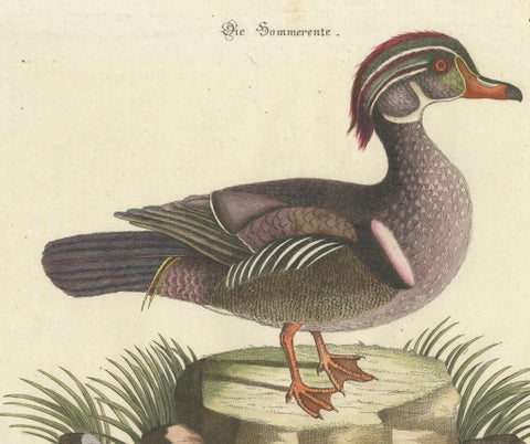 Wood Duck, Die Sommerente / Canard d’Été, after Mark Catesby, Seligmann, c.1770, close-up 2