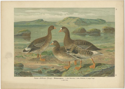 Antique Bird Print of the Greater White-Fronted Goose by Naumann, circa 1895, view 2