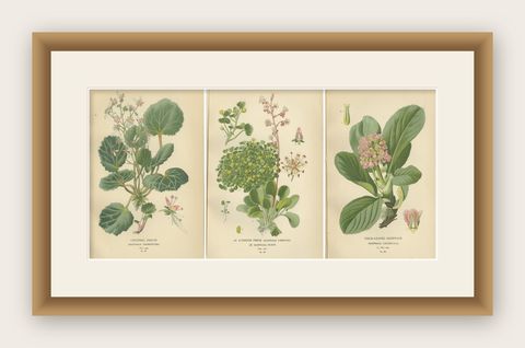 Botanical Prints: Creeping Sailor, London Pride and Thick-Leaved Saxifrage, 1897, shown framed