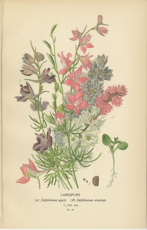 Botanical Elegance: A Triptych of Garden and Greenhouse Splendors, 1896, view 3