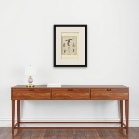 Antique Exotic Seashells & Cone Shells Engraving, Bertuch, c.1800, shown framed on a wall