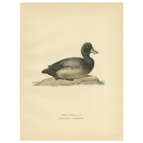 Antique Bird Print of a Young Greater Scaup by Von Wright, 1929