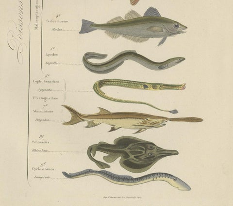 Antique Hand-Colored Print of Various Fishes, incl Merlin, Carper, Gourami, 1854, close-up 2