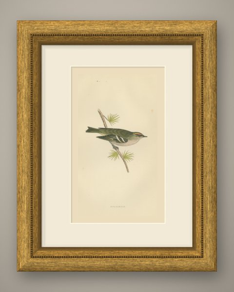 Goldcrest on a Conifer Twig, Hand Colored Bird Print, Morris, 1896, shown framed