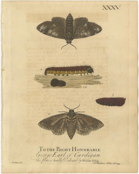 Antique English Moths with Caterpillars and Host Plants, Albin Entomology 1720, view 2