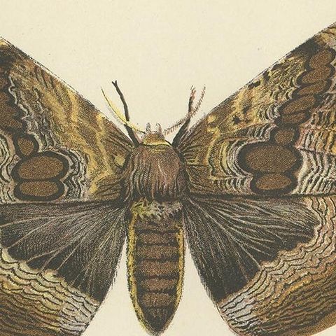Set of 2 Antique Prints of Moths by Lloyd 'circa 1897', close-up 1