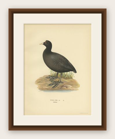 Original Antique Bird Print of the Eurasian Coot, 1929, shown framed