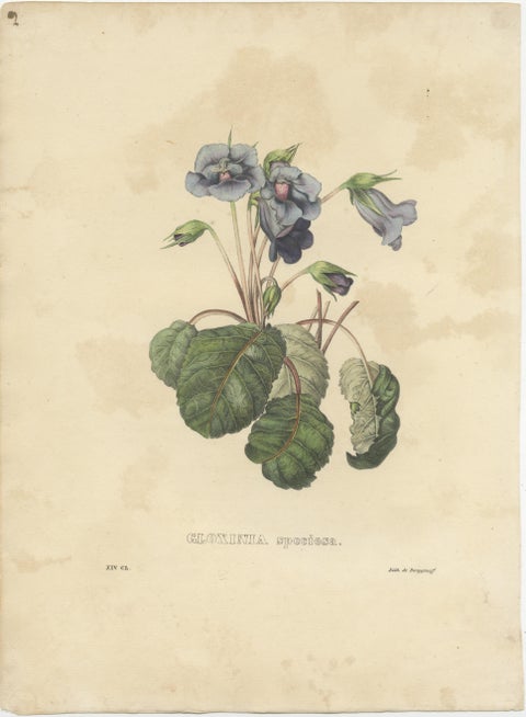 Set of 2 Antique Botanical Prints of Hibbertia Scandens and Sinningia Speciosa, view 2