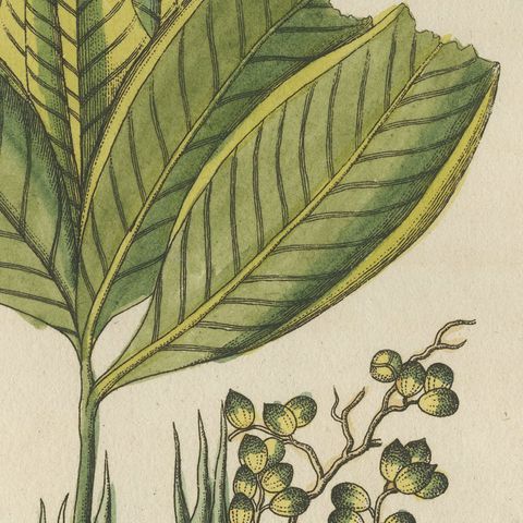 Zedoary and Grains of Paradise Spice Plants, Antique Bertuch Print, circa 1805, close-up 3