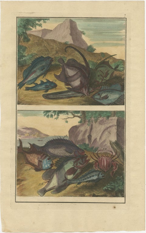 Set of 3 Colored Antique Prints of various Fishes and Crustaceans, 1726, view 3