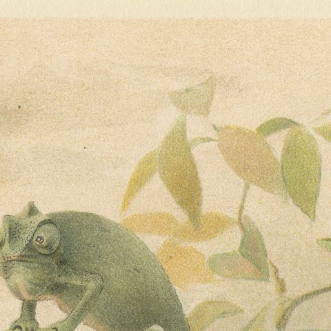Chameleons in Tropical Foliage, Antique Reptile Natural History Print, 1895, close-up 6