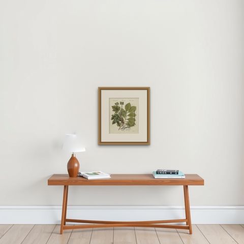 Ipecacuanha and Contrayerva Medicinal Roots, Antique Bertuch Print, circa 1812, shown framed on a wall
