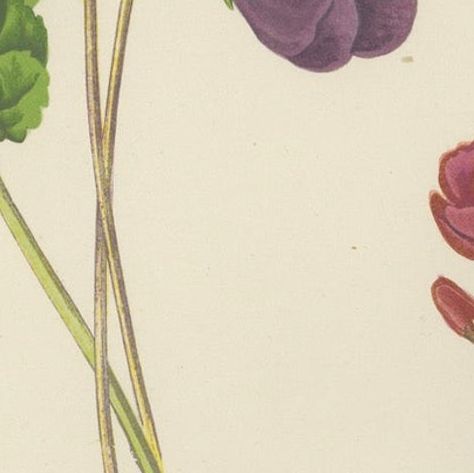Alpine Violet and Red Calandrinia hand coloured botanical print 1874, close-up 5