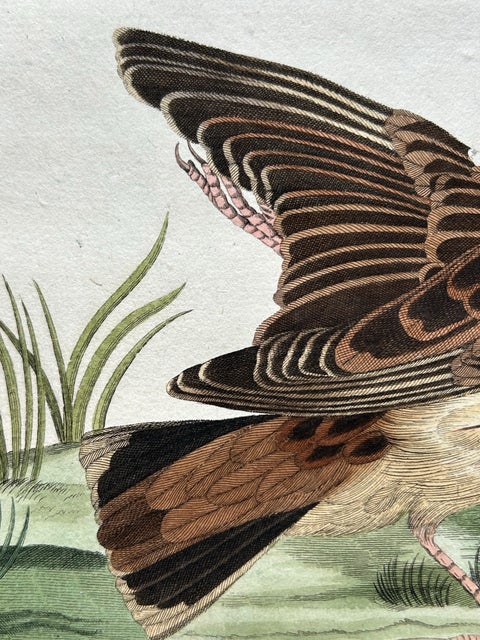 Meadow Pipit Bird Print, Alauda Pratensis from Nederlandsche Vogelen, 1809, view 8