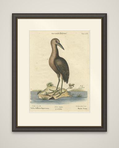 18th Century Hand-Colored Engraving of the American Bittern by Seligmann, shown framed