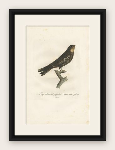 Antique Bird Print of a Nightjar by Vieillot, '1807', shown framed