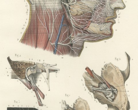 Superficial Nerves of the Head and Neck, Antique Hirschfeld Anatomy Print, 1866, view 4