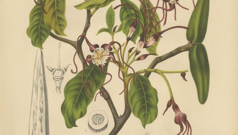Original Antique Botanical Chromolithograph of Poison Arrow Vine, c.1880, close-up 3