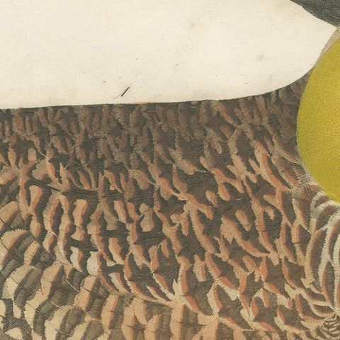 Antique Bird Print of the Pinnated Grouse and Warblers by Wilson 'c.1820', close-up 2