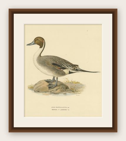 Sleek Elegance: The Northern Pintail by Magnus von Wright, Published in 1929, shown framed