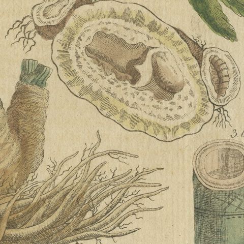 Chervil, Parsley and Celeriac Kitchen Herbs, Antique Bertuch Print, circa 1802, close-up 1
