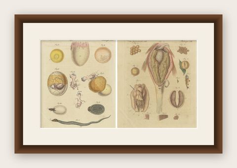 Set of Two Antique Prints of Embryos of a Chicken, Pigeon, Snake, Fish & Others, shown framed