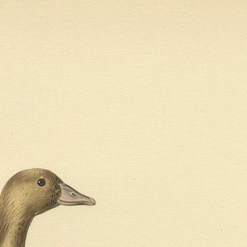 Antique Bird Print of the Female White-Fronted Goose by Von Wright '1929', close-up 1
