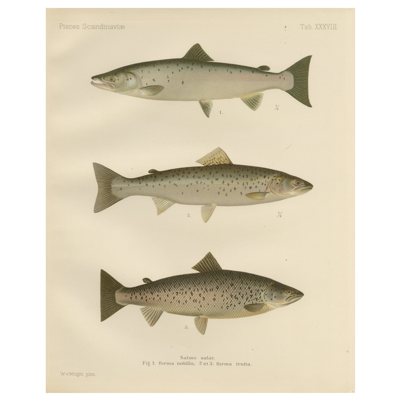 Scandinavian Atlantic Salmon Forms: Exquisite 19th Century Hand-Colored Print