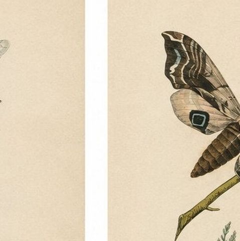 Pair of French Sphinx Moth Engravings by Duméril & Guérin, 1835, close-up 6