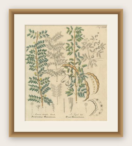 Antique Gum Arabic Botanical Print, Acacia Tortilis & Acacia Seyal, c.1831, shown framed