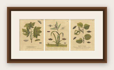 Antique Entomology Print, English Insects on Oak, Willow & Elm, Albin 1720, shown framed