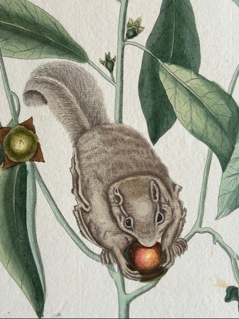Flying Squirrel & Blue-Tail Lizard, Catesby Natural History c.1771, view 8