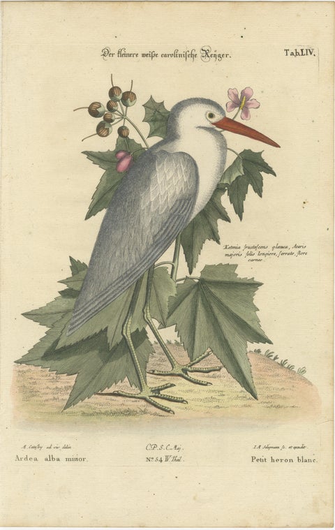 Hand-Colored Engraving of the Lesser White Heron by Johann Seligmann, c.1773, view 2