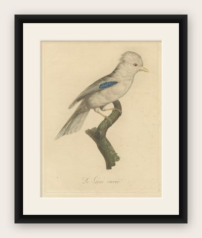 Le Geai varié (The Varied Jay): A 19th-Century Hand-Colored Bird Print, shown framed