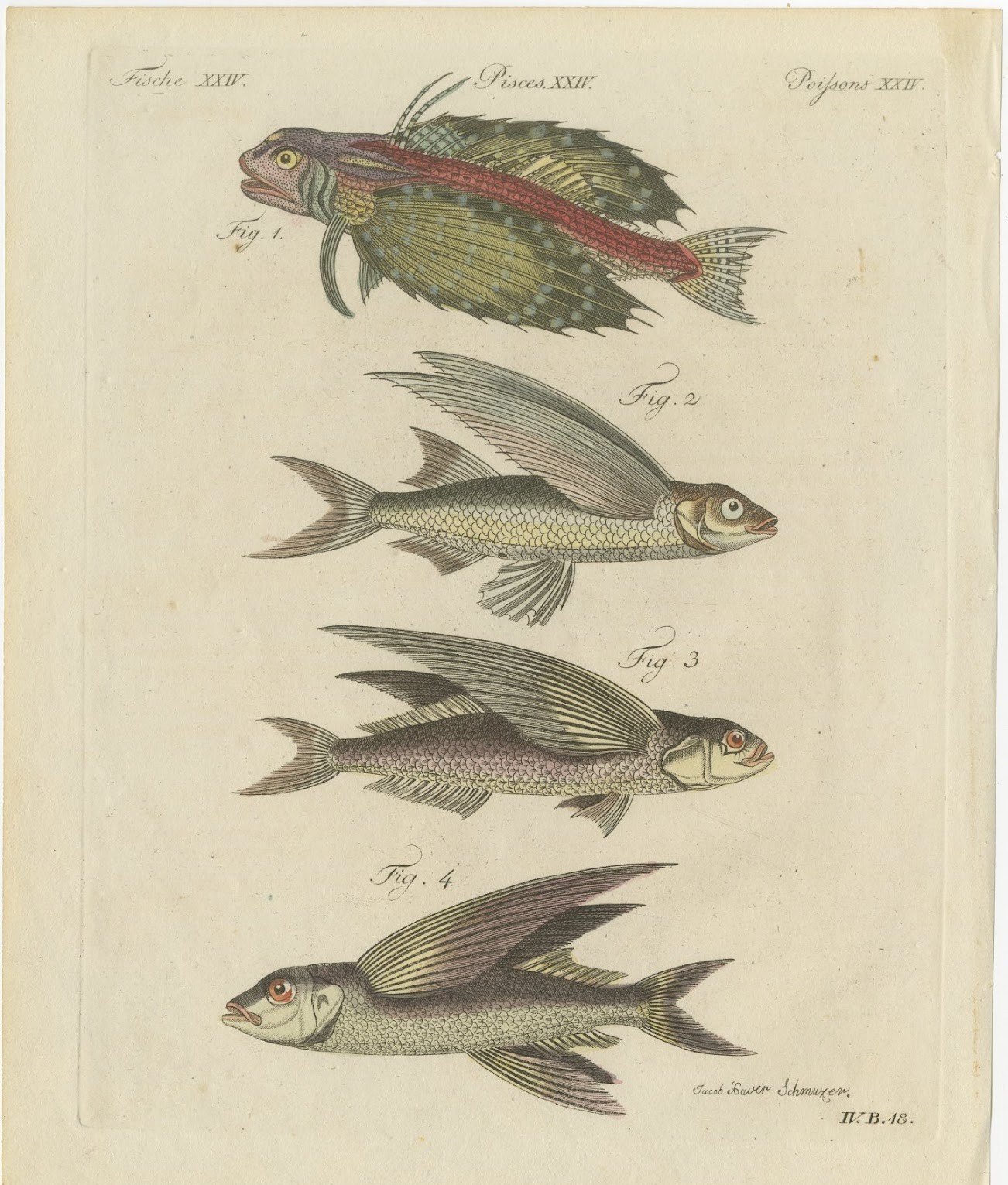 Flying Fish with a Flying Gurnard, Antique Bertuch Print, circa 1805