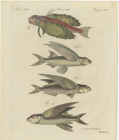 Flying Fish with a Flying Gurnard, Antique Bertuch Print, circa 1805